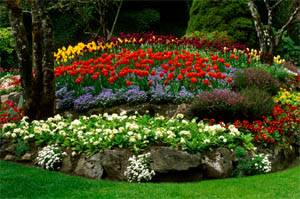 flowers